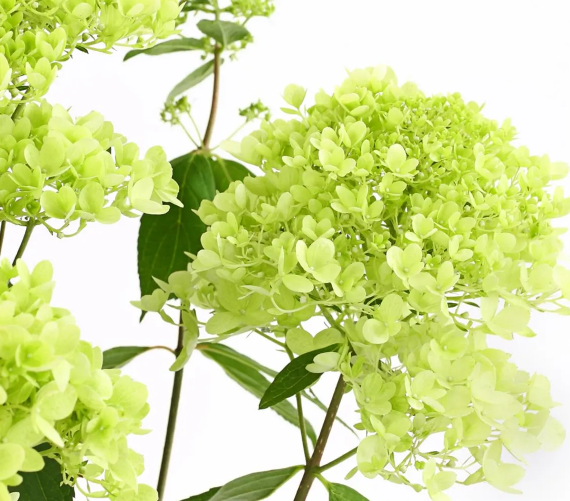 Rispen-Hortensie 'Magical Summer'