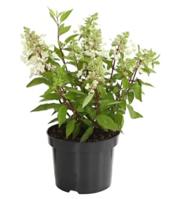 Rispen-Hortensie 'Pinky Winky'