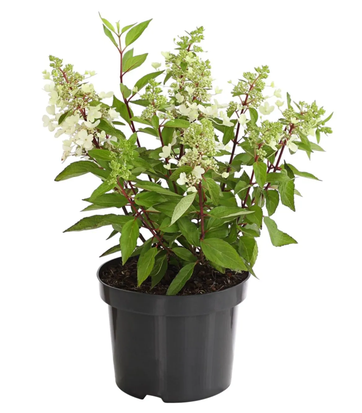 Rispen-Hortensie 'Pinky Winky'