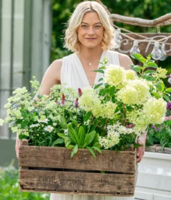 Rispen-Hortensie 'Prim White'