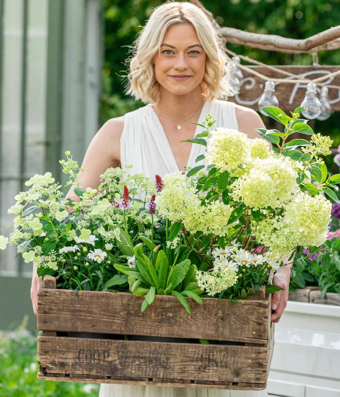 Rispen-Hortensie 'Prim White'