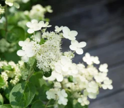 Rispen-Hortensie 'Prim White'