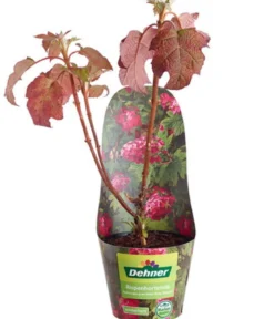 Rispen-Hortensie 'Ruby Slippers'