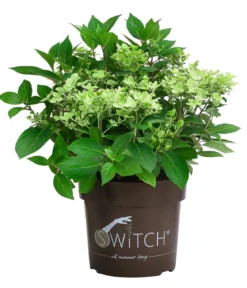 Rispen-Hortensie 'Switch® Ophelia'