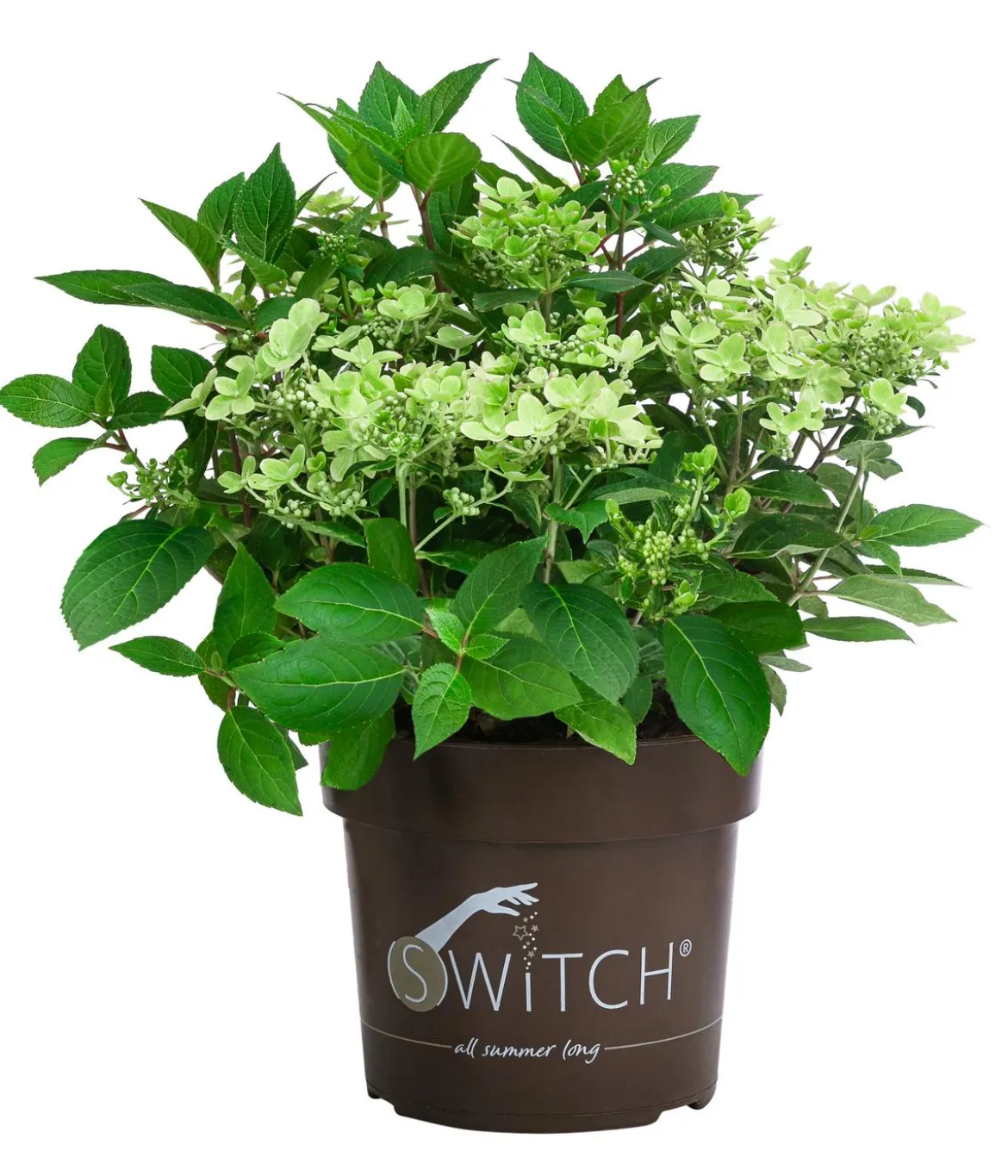 Rispen-Hortensie 'Switch® Ophelia'