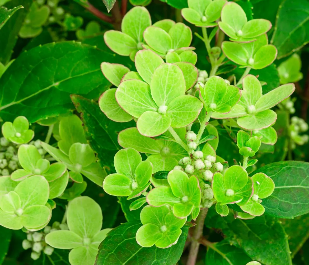 Rispen-Hortensie 'Switch® Ophelia'