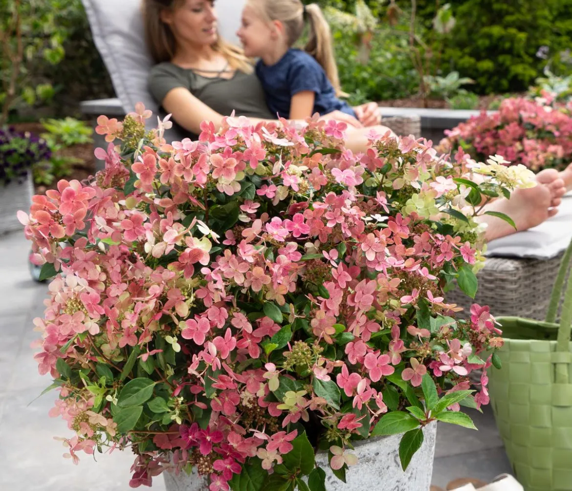 Rispen-Hortensie 'Switch® Ophelia'