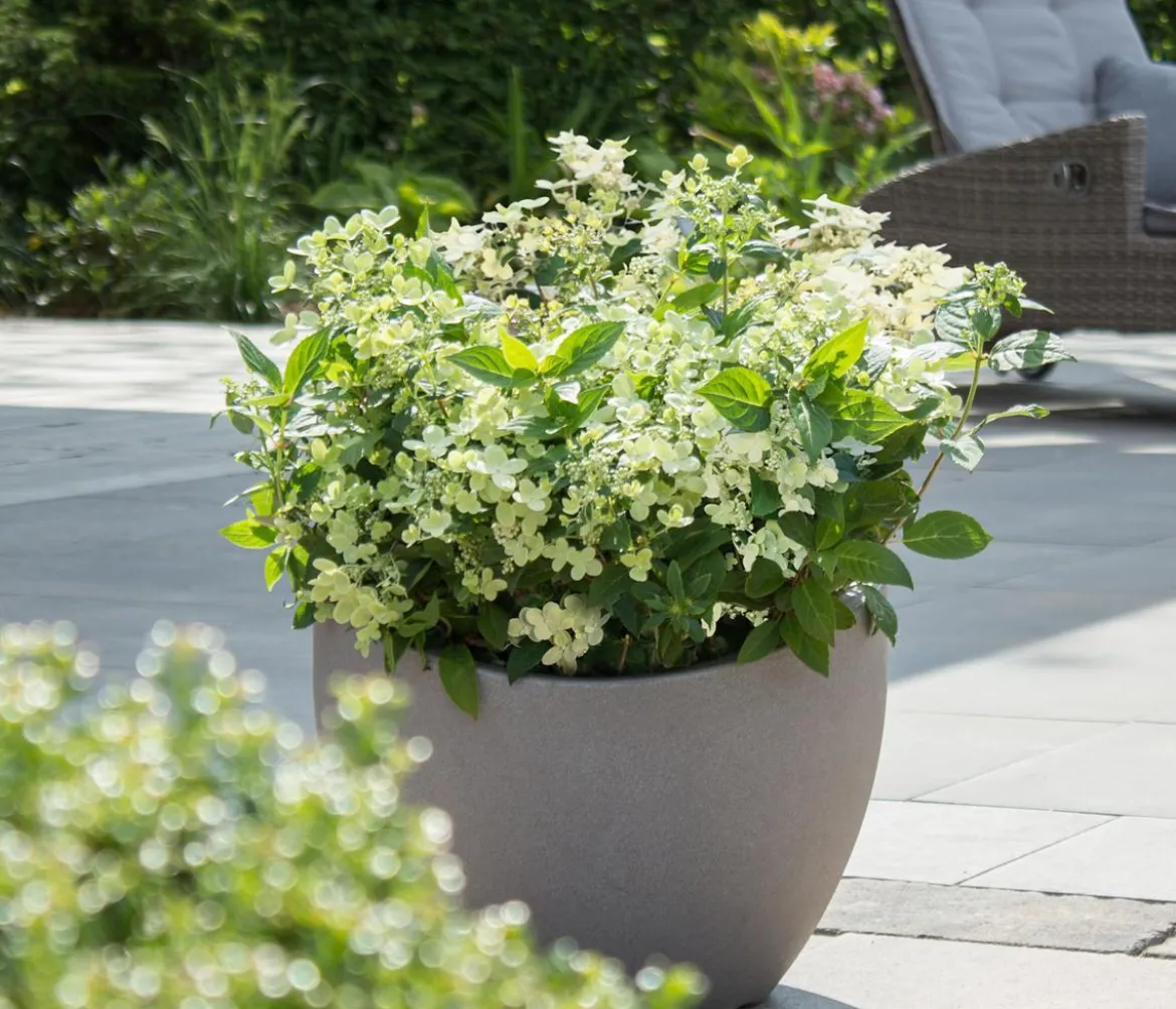 Rispen-Hortensie 'Switch® Ophelia'