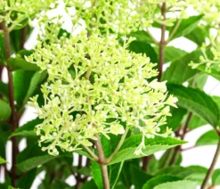 Rispen-Hortensie 'Whitelight'®