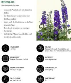 Rittersporn, verschiedene Sorten
