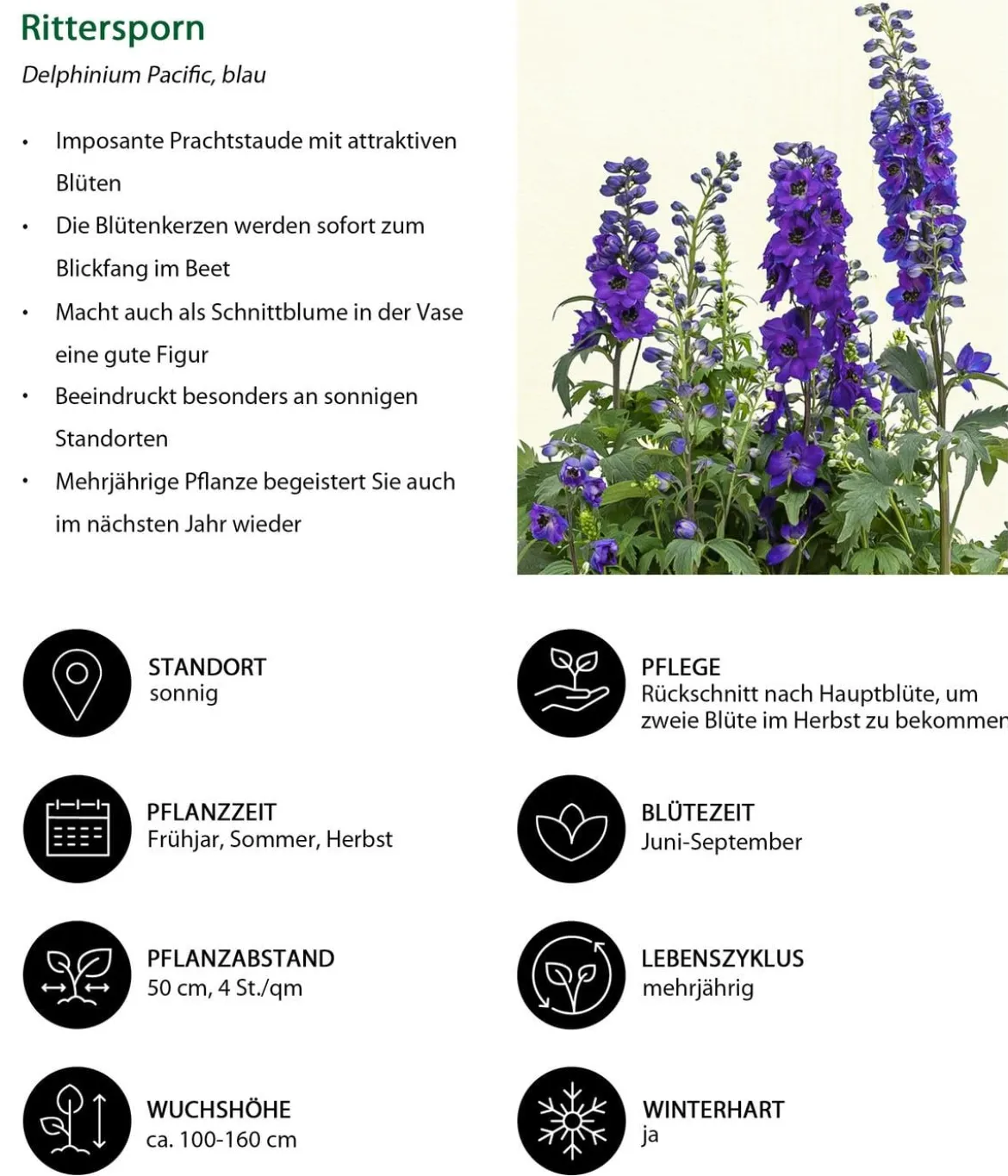 Rittersporn, verschiedene Sorten