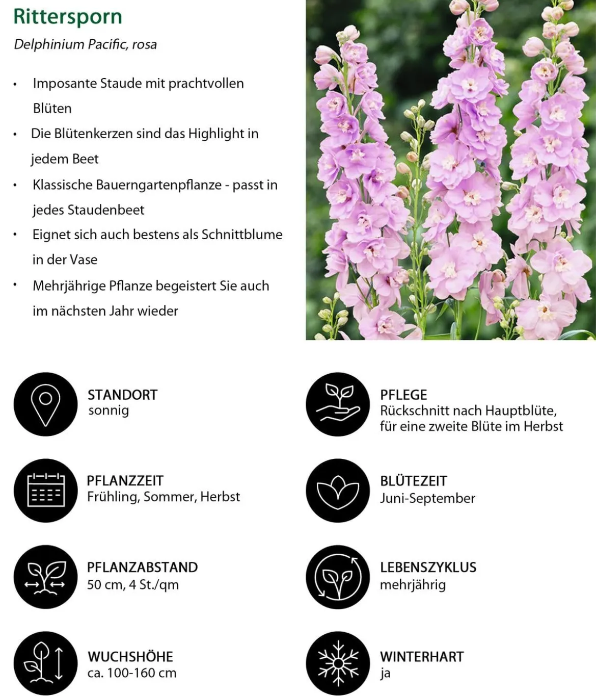 Rittersporn, verschiedene Sorten