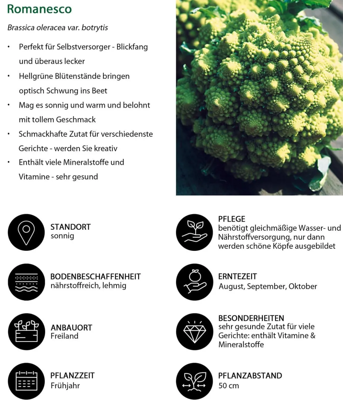 Romanesco, 6er Schale