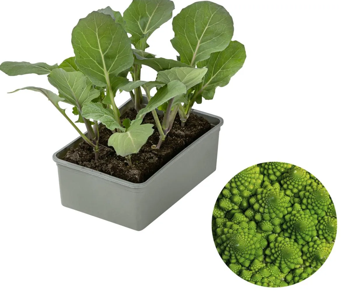 Romanesco, 6er Schale