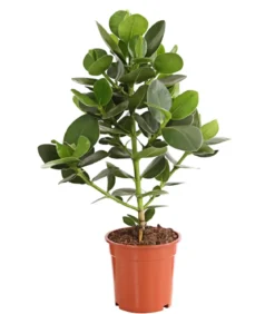 Rosafarbener Balsamapfel - Clusia major
