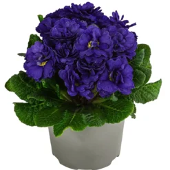 Rosenprimel 'Belarina', verschiedene Farben