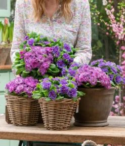 Rosenprimel 'Belarina', verschiedene Farben