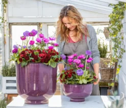 Rosenprimel 'Belarina', verschiedene Farben