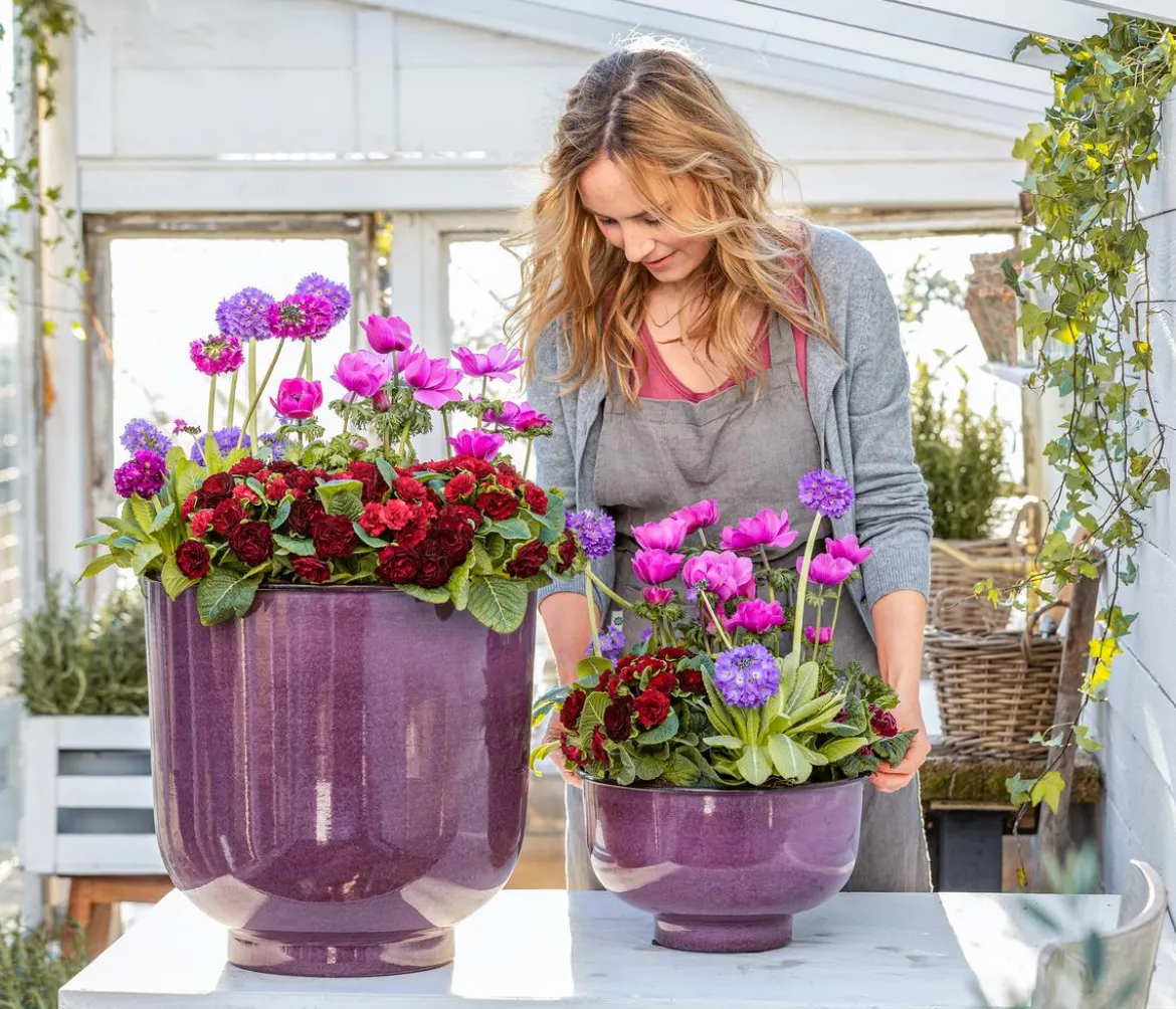 Rosenprimel 'Belarina', verschiedene Farben