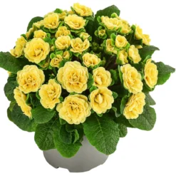 Rosenprimel 'Belarina', verschiedene Farben