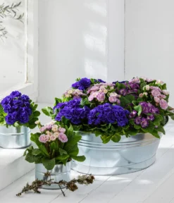 Rosenprimel 'Belarina', verschiedene Farben