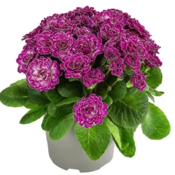 Rosenprimel 'Belarina', verschiedene Farben