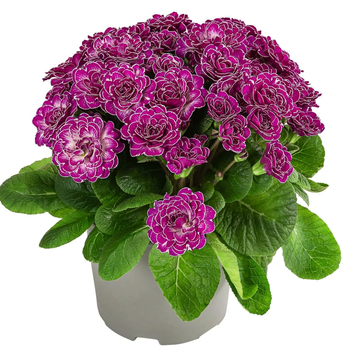 Rosenprimel 'Belarina', verschiedene Farben