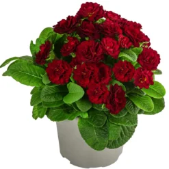 Rosenprimel 'Belarina', verschiedene Farben