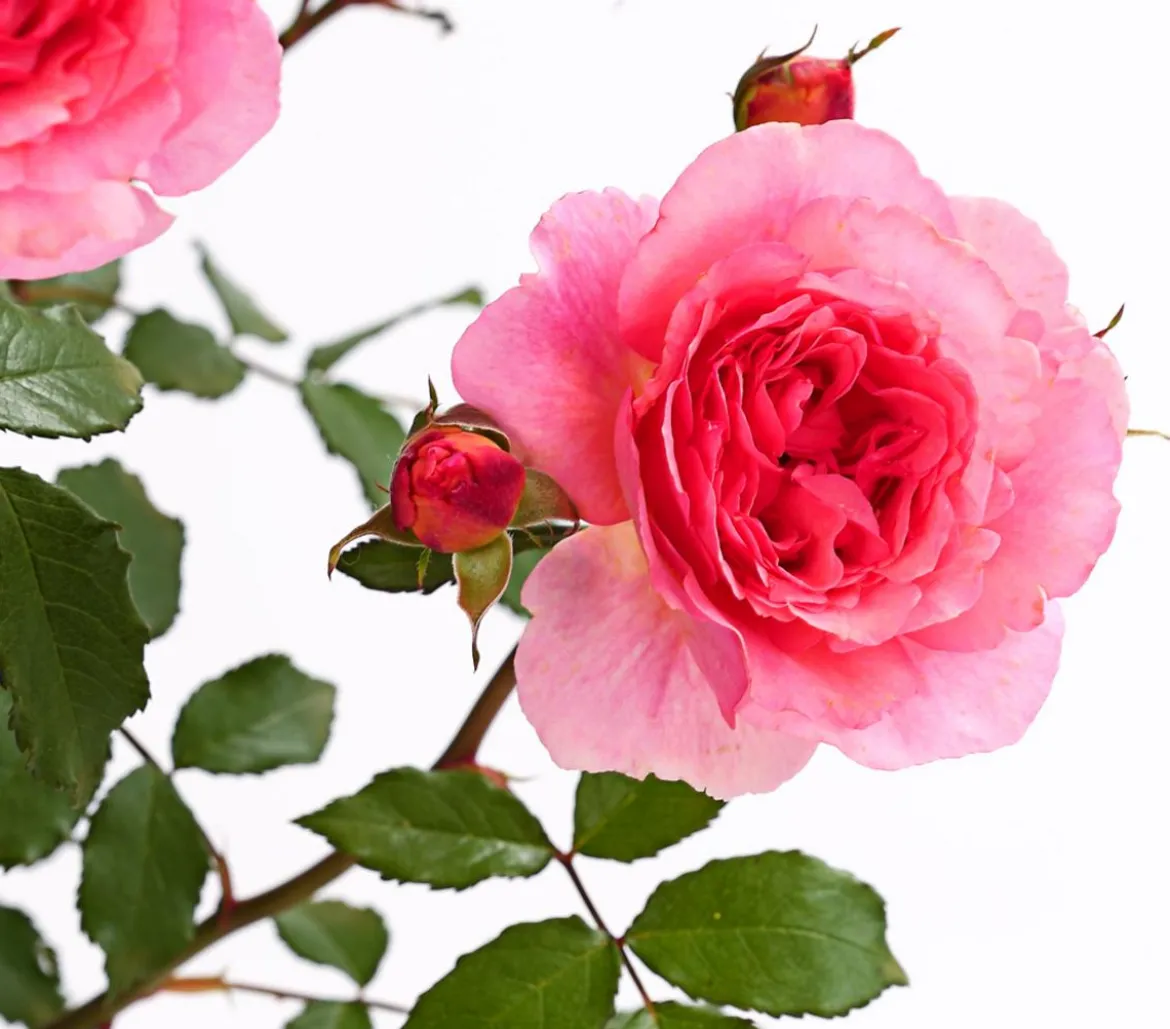 Rosen, verschiedene Sorten