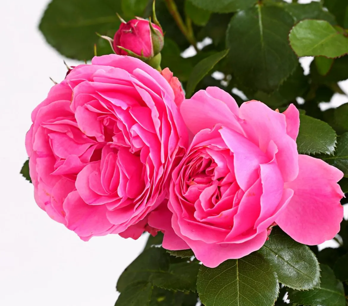 Rosen, verschiedene Sorten