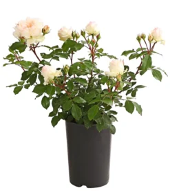 Rosen, verschiedene Sorten