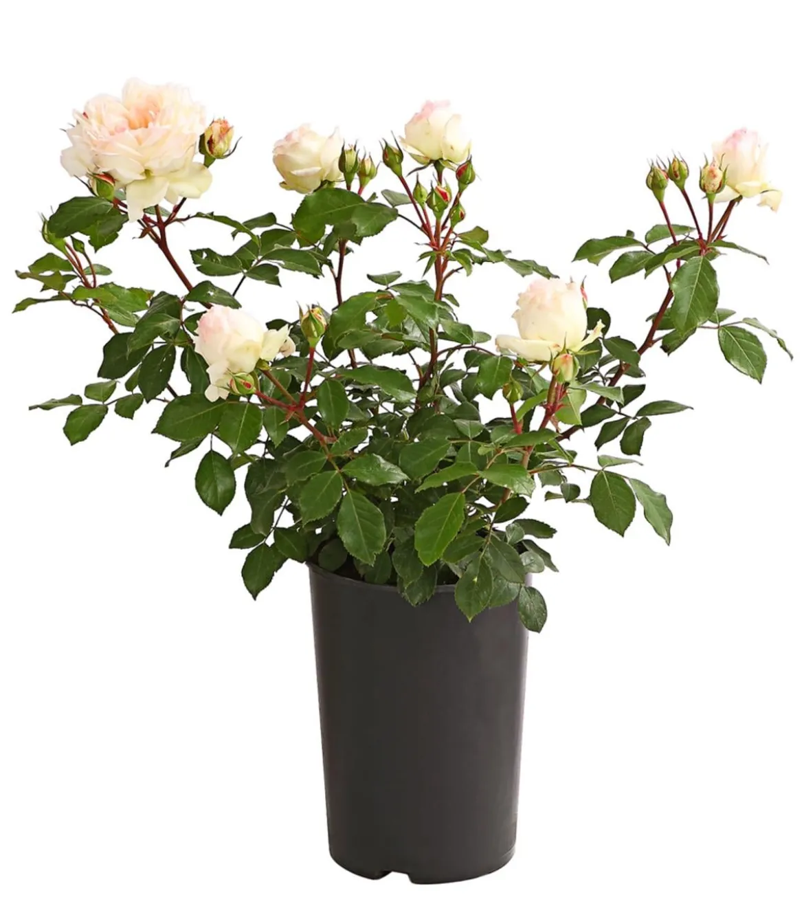 Rosen, verschiedene Sorten