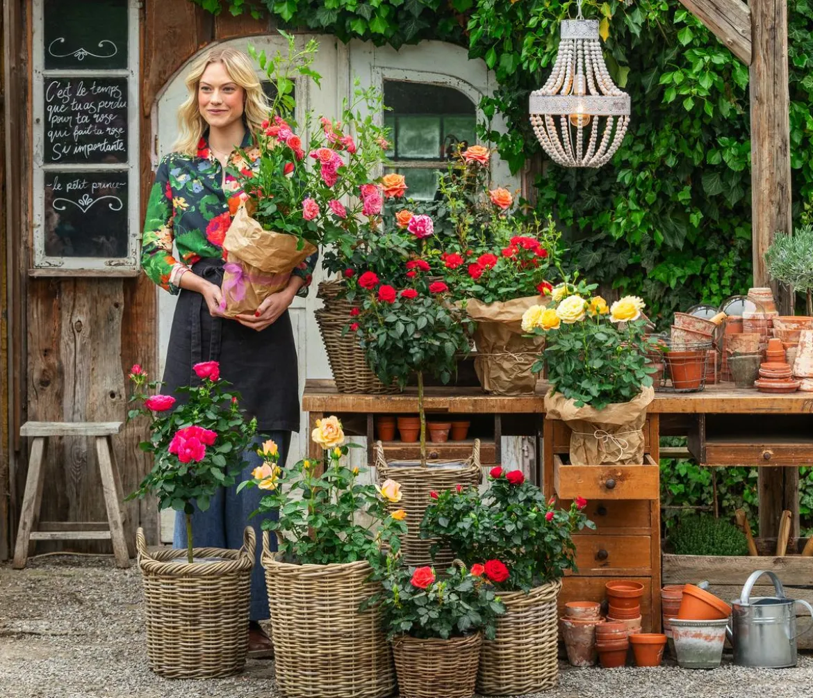 Rosen, verschiedene Sorten
