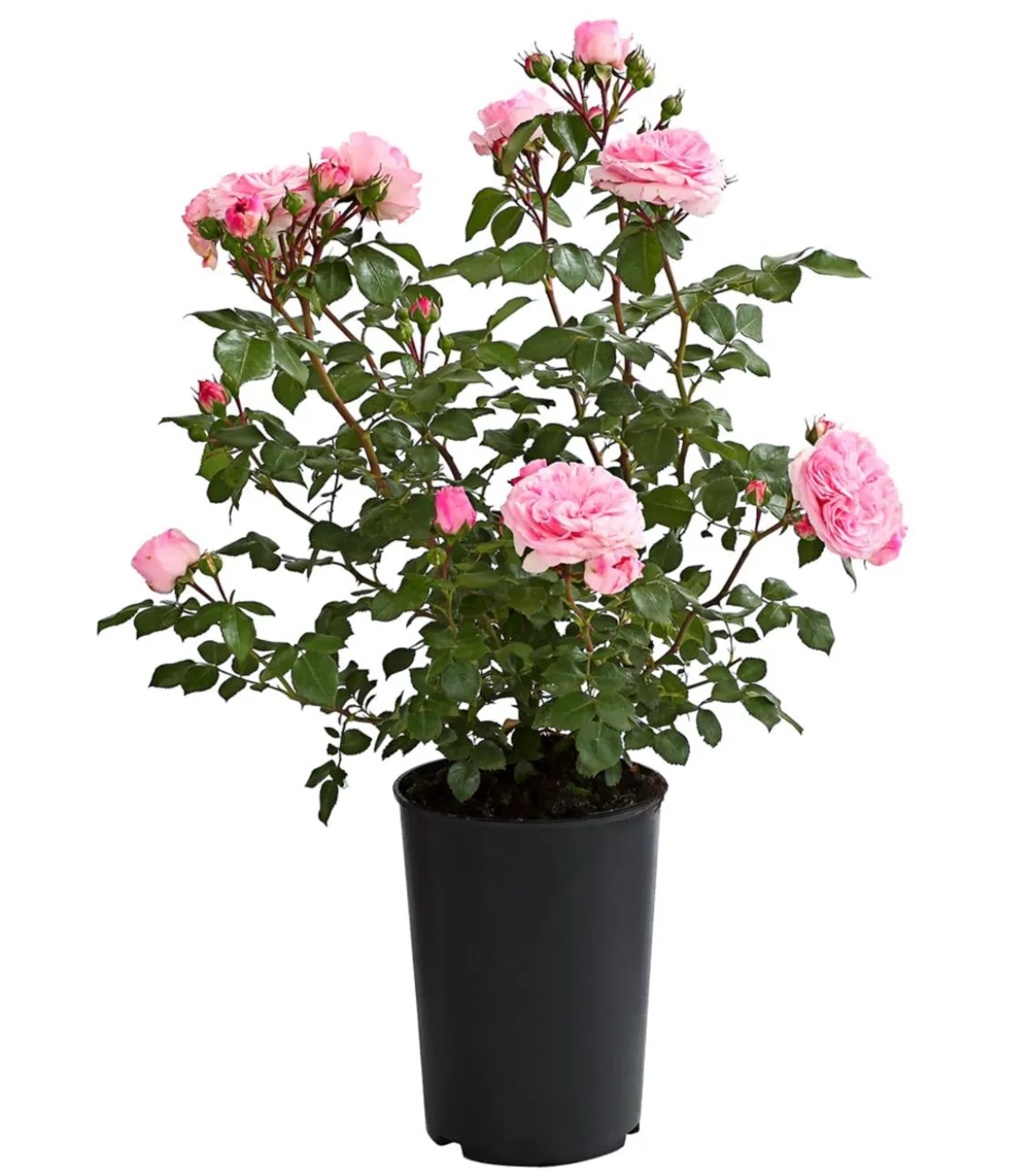 Rosen, verschiedene Sorten
