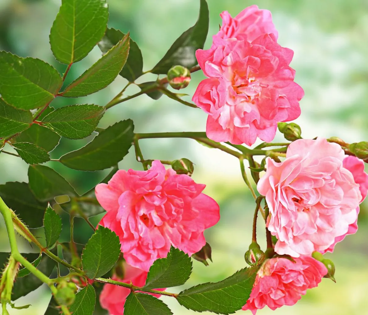 Rose 'The Fairy®', Stämmchen