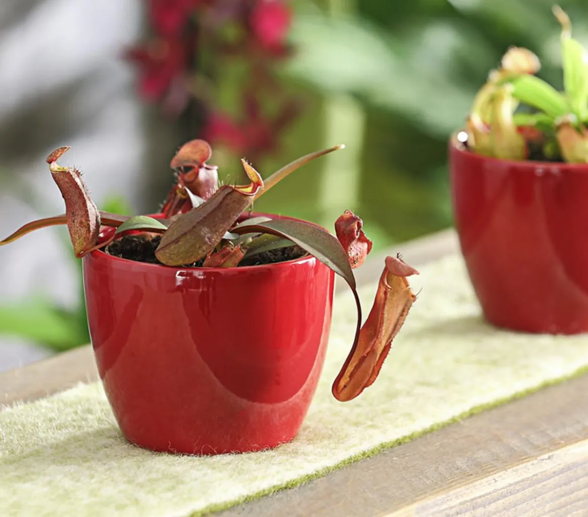 Rotblättrige Kannenpflanze - Nepenthes