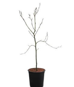 Rotbuche