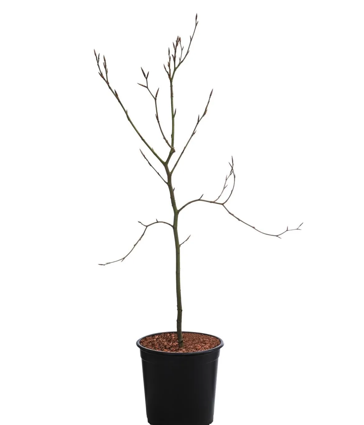 Rotbuche