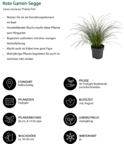 Rote Garten-Segge 'Prairie Fire'