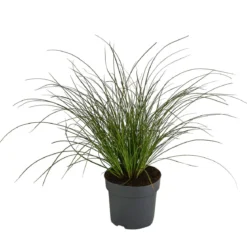 Rote Garten-Segge 'Prairie Fire'