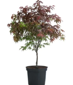 Roter Fächerahorn 'Atropurpureum'