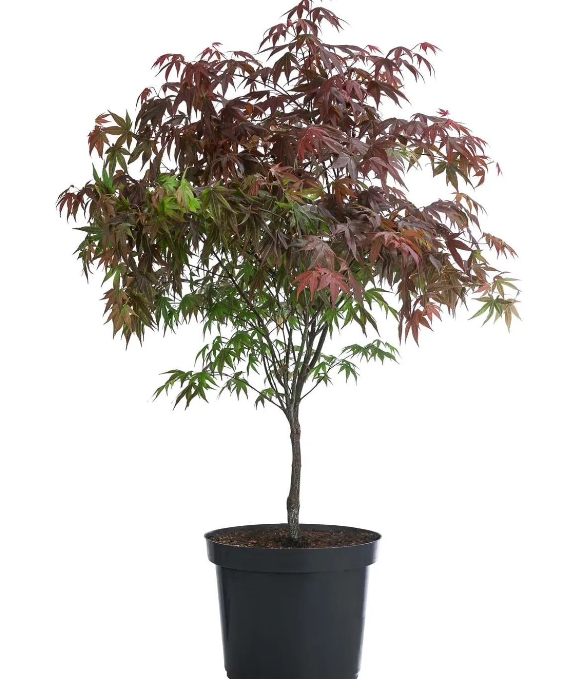 Roter Fächerahorn 'Atropurpureum'