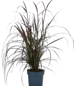 Rotes Lampenputzergras 'Summer Samba'