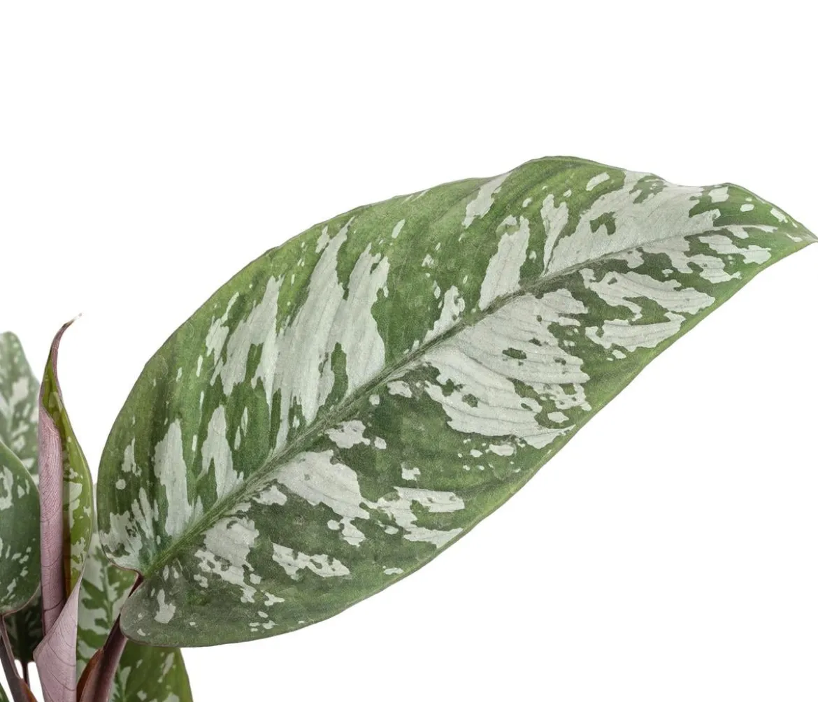 Rotes Schwert - Apoballis acuminatissima