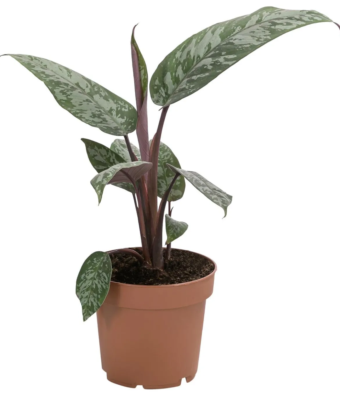 Rotes Schwert - Apoballis acuminatissima