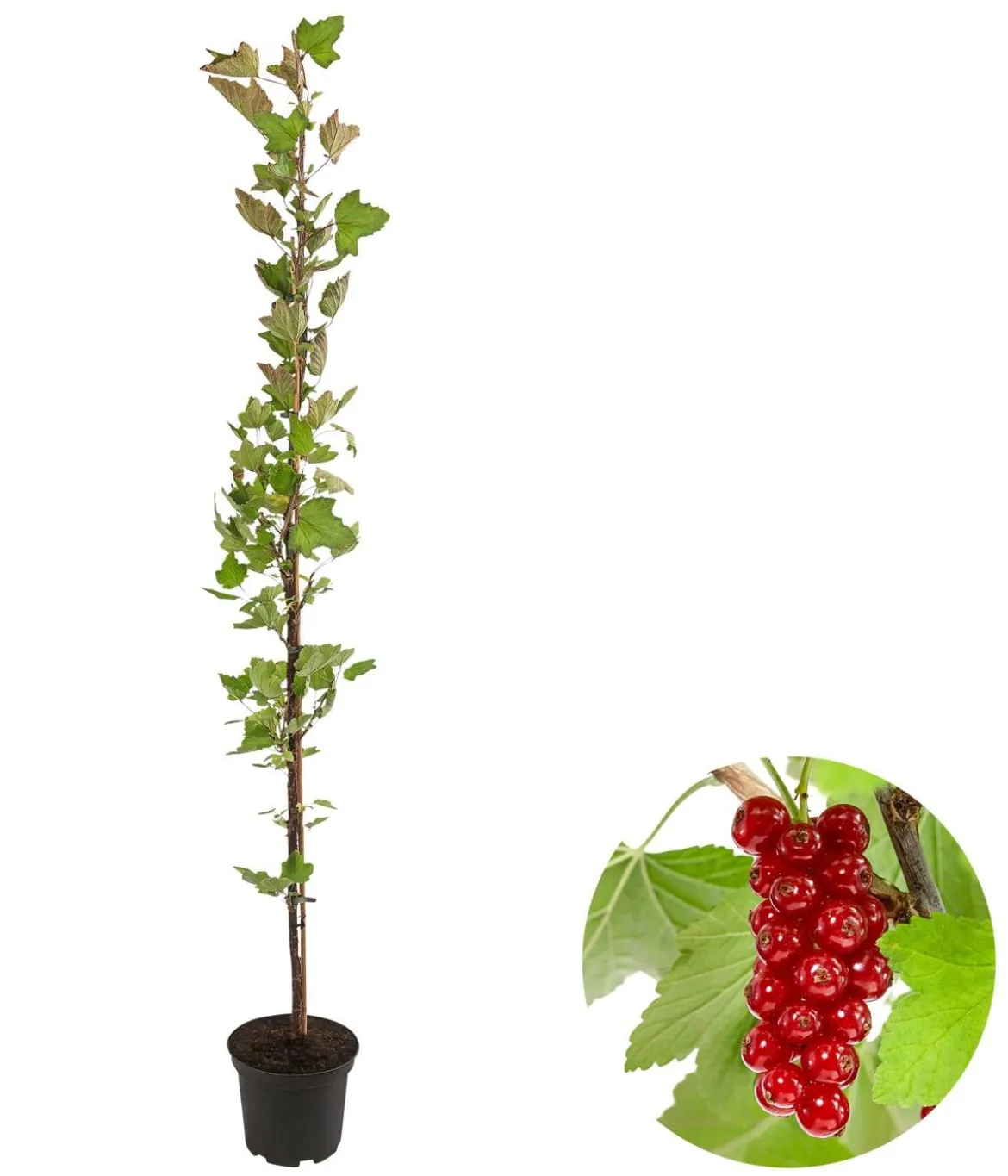 Rote Säulenjohannisbeere