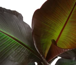 Rote Zierbanane 'Maurelii'