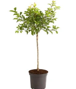 Rotfleischige Aprikose 'Violet'