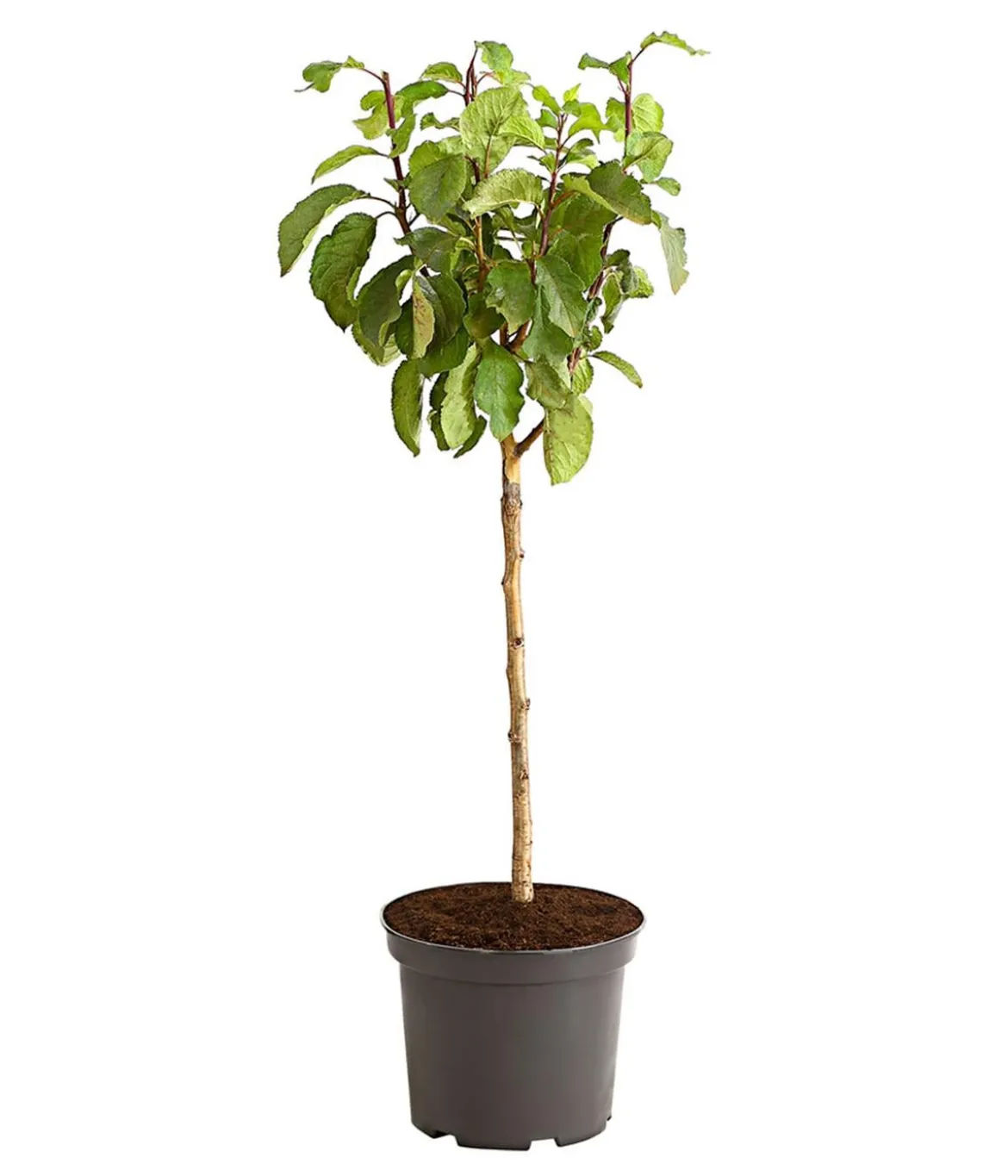 Rotfleischige Pflaume 'Giant'