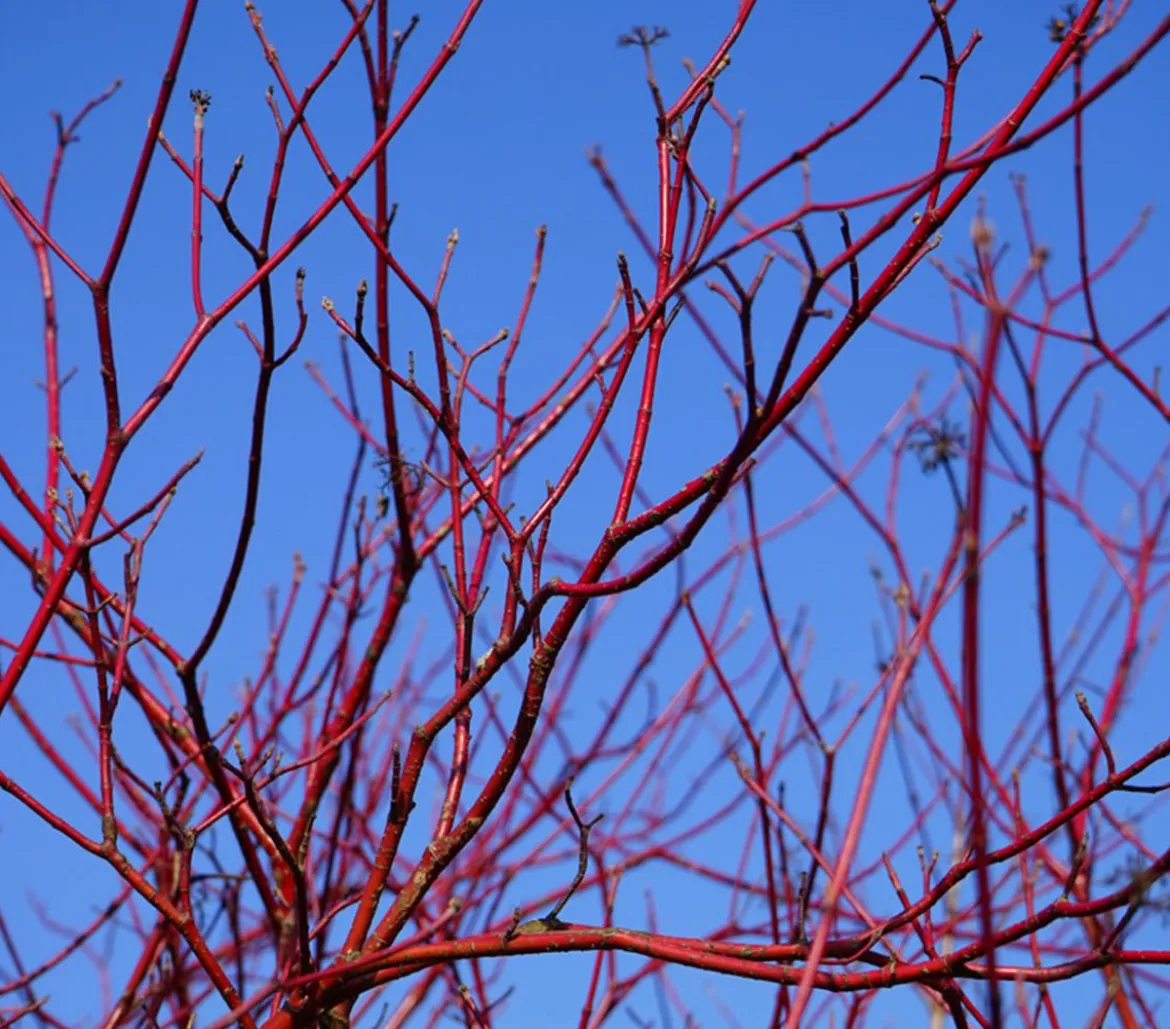 Rotholziger Hartriegel 'Sibirica'